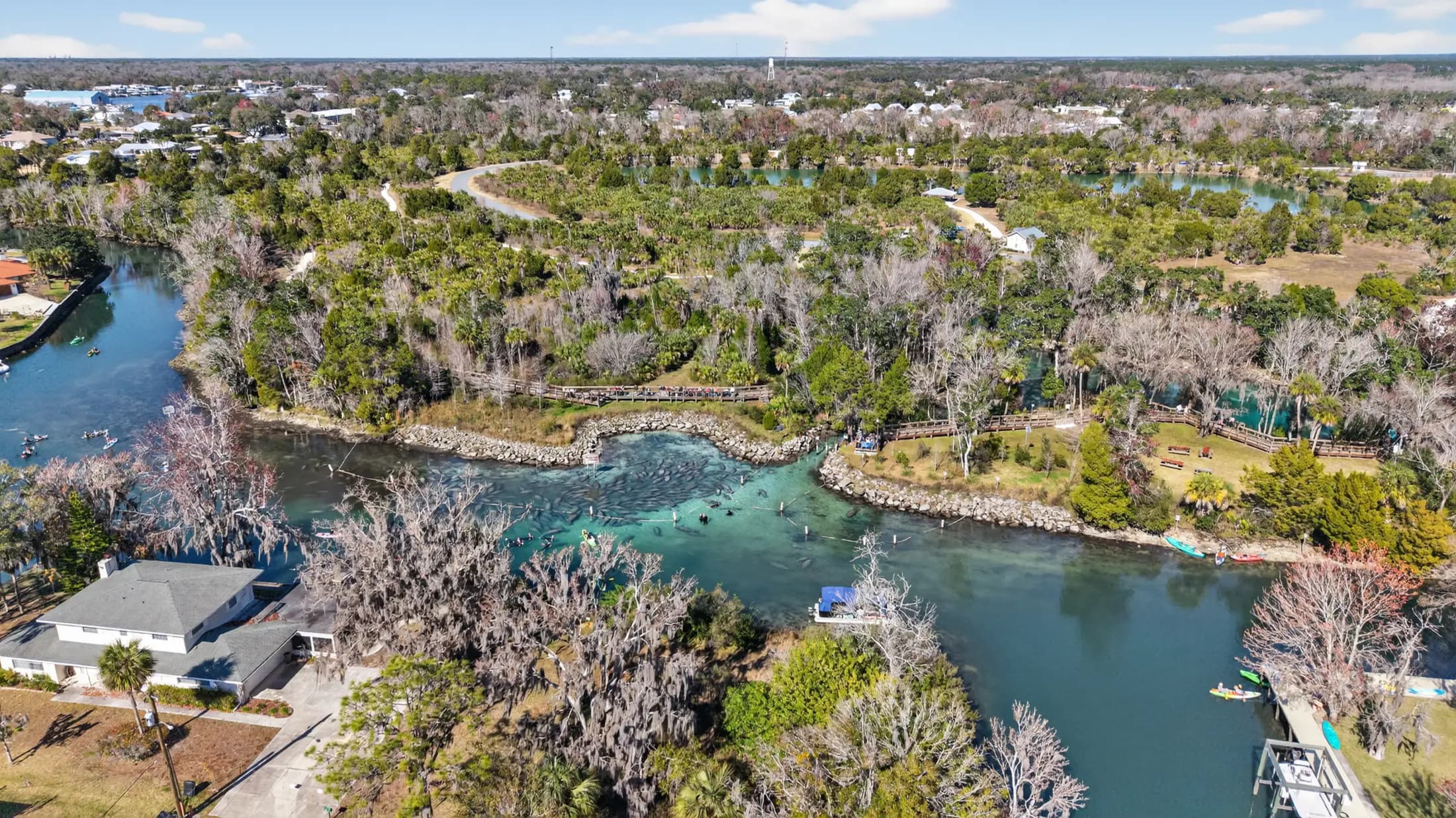 Manatee swimming in the Crystal River with natural light